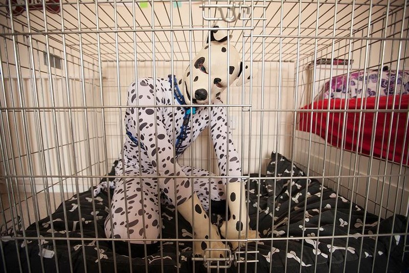 Human pups, cilvēki - suņi