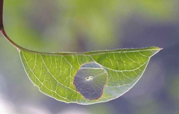 dabas fotogrāfijas